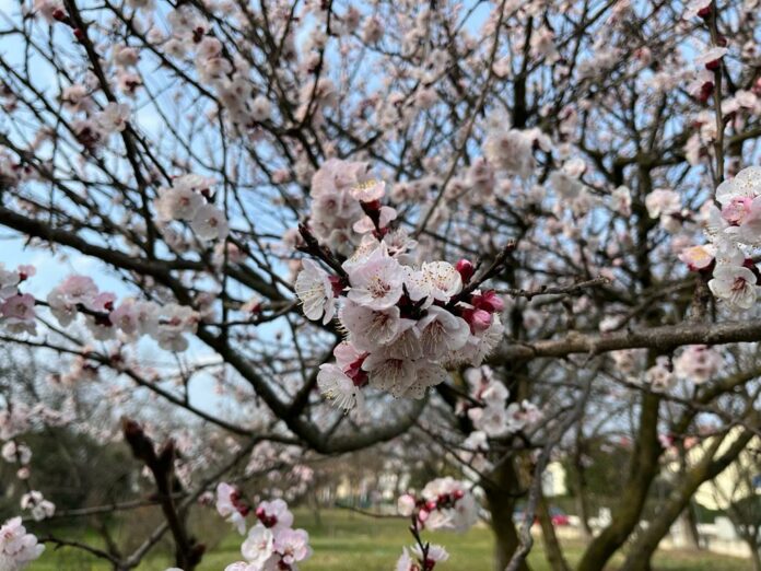 Fiori primavera