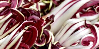 Radicchio Rosso di Treviso