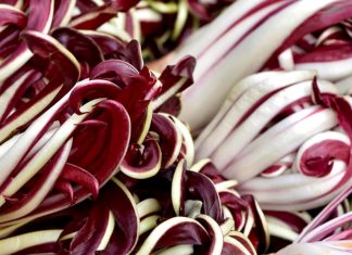 Radicchio Rosso di Treviso