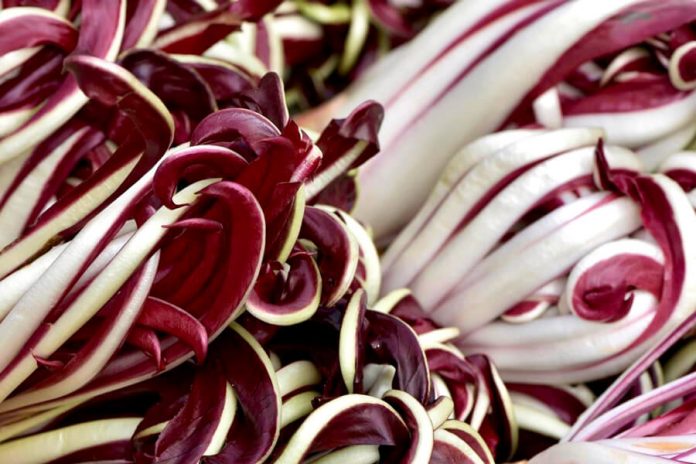 Radicchio Rosso di Treviso